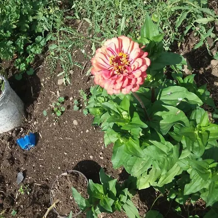 Tatil Evi Chante-cristal Target