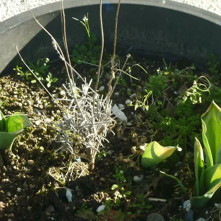 Chante-cristal * Target