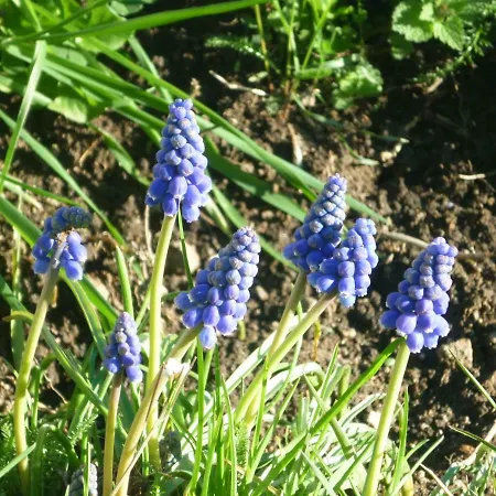 Chante-cristal Tatil Evi Target